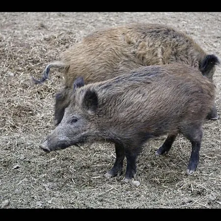 Your In The Harz Mountains